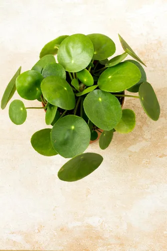Vista 4 de Hirt's Gardens Planta de dinero chino - Pilea peperomioides - Maceta de 4