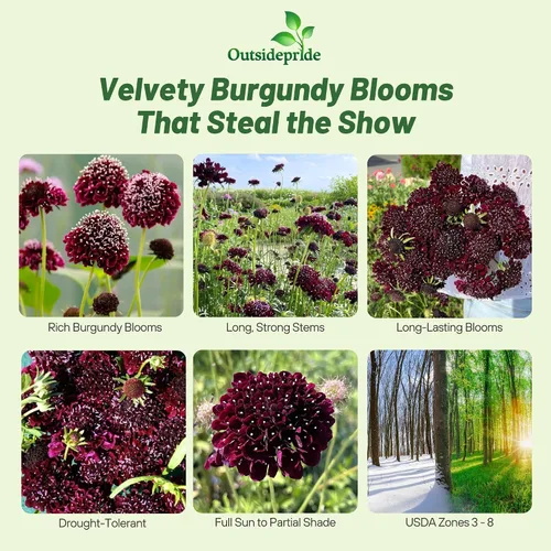 Vista 2 de Outsidepride Burgundy Beau Scabiosa Seeds – 500 semillas de flores perennes que atraen a los polinizadores, hábito de crecimiento vertical y limpio