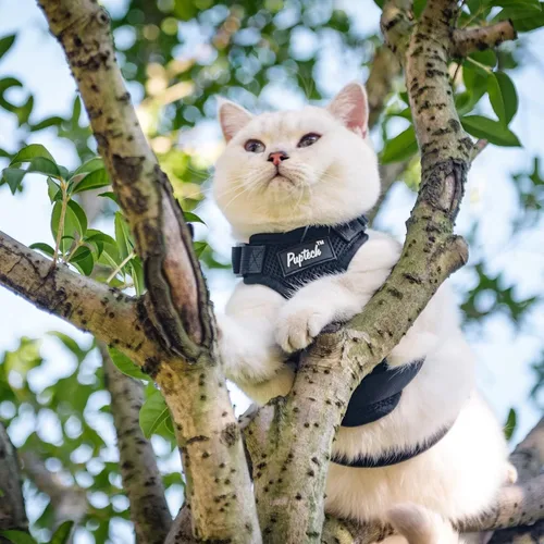 Vista 6 de PUPTECK Juego de arnés y correa para gato a prueba de escape para caminar, chaleco de malla transpirable arnés ajustable para gatos cachorros Negro