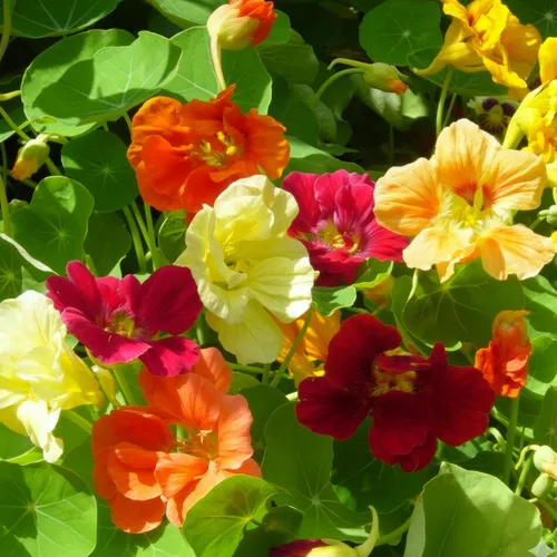 Vista 5 de Seed Needs - Semillas de Capuchina para Plantar Flores Comestibles - Juego de Colección de Mezcla Joya y Capuchinas de Doble Brillo para Atraer