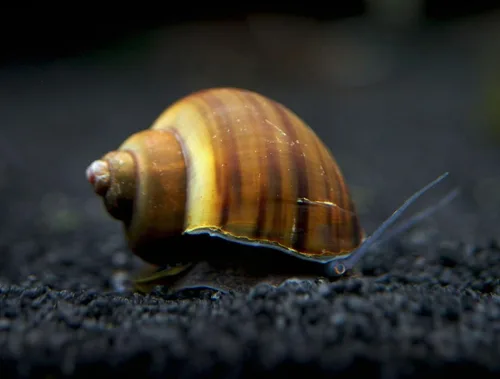 Vista 9 de Aquatic Arts Paquete de 15 caracoles misteriosos multicolor de lujo Sustrato de acuario más claro/raspador Filtro de tanque Nano Seguro