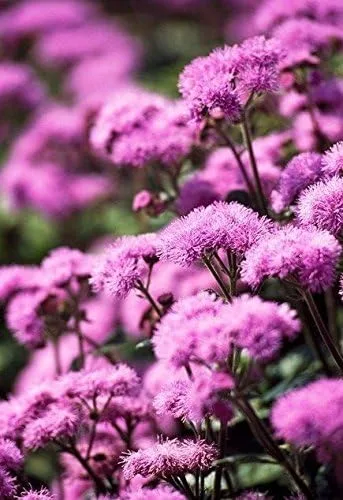 Vista 2 de Semillas de flores de hilo dental, Ageratum houstonianum, nube nueve rosa-pel, variedad temprana (400 semillas)