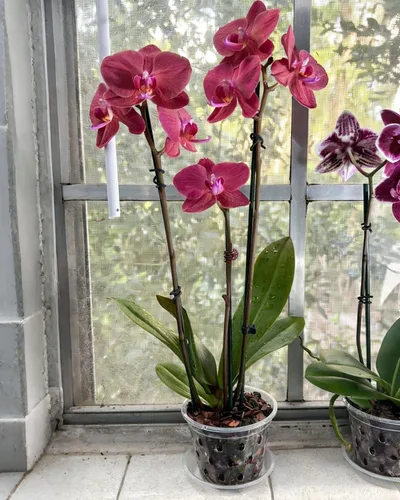 Vista 5 de Paquete de 10 macetas de orquídeas de 7 pulgadas, macetas de plástico más