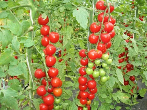Vista 2 de 50+ Semillas de Tomate Vine - Rojo Vegetal