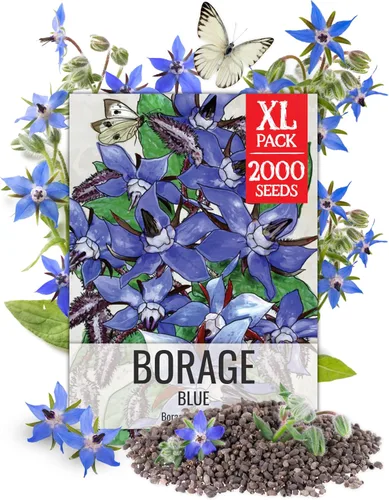 Vista 8 de Seed Needs Semillas de albahaca para plantar hierbas de albahaca tailandesa, reliquia sin OMG y sin tratar, cultiva un jardín de hierbas culinarias