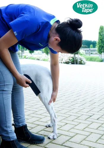 Vista 7 de Vetkin Caja de exhibición de cinta Cinta de kinesiología equina y canina Cinta de kinesiología para fines veterinarios 10 rollos sin cortar