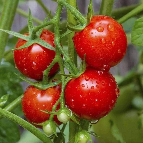 Vista 2 de 120 semillas grandes de tomate cereza roja para plantar 1/0.07 oz + de semillas cosechadas en EE. UU