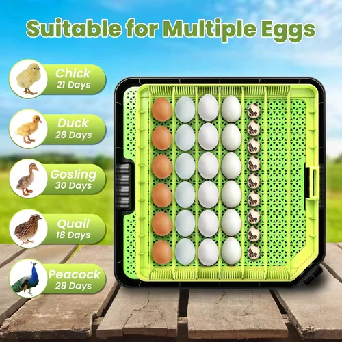 Vista 7 de Incubadora de 48 huevos para incubar huevos con giro automático de huevos, control de temperatura y humedad, incubadora de huevos con ventana