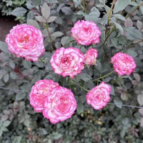 Vista 3 de 30 semillas de rosa rosa para plantar, arbusto de flores perennes fragantes, plantas ornamentales sin OMG para el jardín del hogar