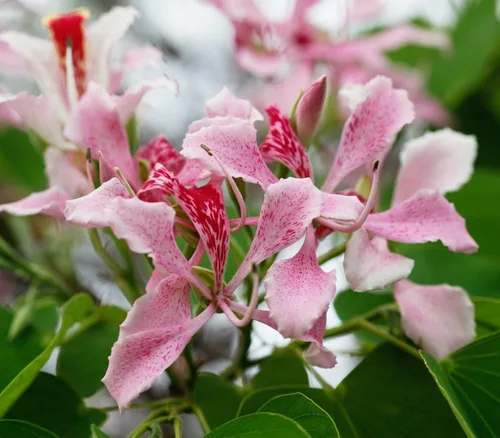 Vista 2 de 1104-Orchid, Pink Tree (Bauhinia monandra ) Semillas de Robsrareandgiantseeds UPC0764425786962 Sin OMG, orgánico, cultivador estadounidense