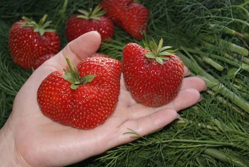 Vista 2 de Semillas Fresca Gigante Fresca Everbearing Bayas Interior Frutas No GMO para Plantar