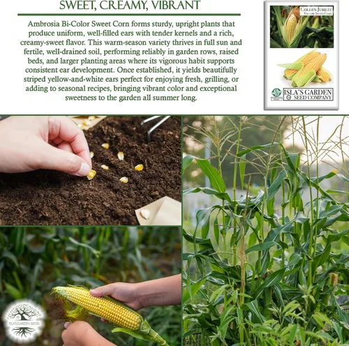 Vista 5 de Golden Jubilee - Semillas de maíz dulces amarillas para plantar, más de 30 por paquete, semillas de jardín de Isla, sin OMG y reliquia, nombre