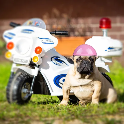 Vista 3 de Casco de perro para mascotas, casco duro para mascotas, Chihuahua, motocicletas, bicicleta, protección al aire libre, a prueba de sol, impermeable
