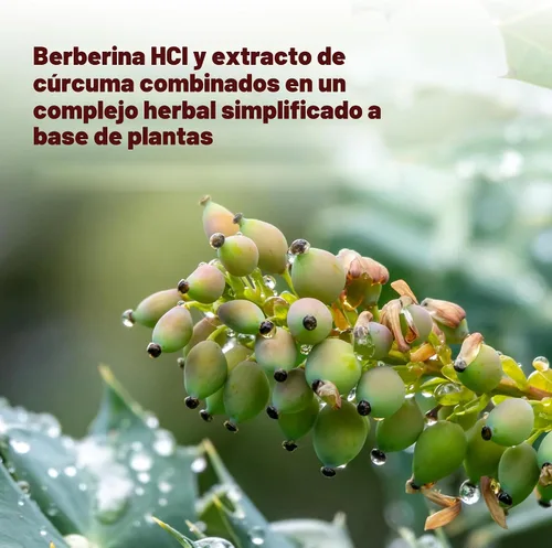 Vista 4 de DEAL SUPPLEMENT Berberine Max Suplemento con cúrcuma, 5,000 mg por porción, 240 cápsulas vegetales – 97% HCl de berberina pura – Extracto de raíz