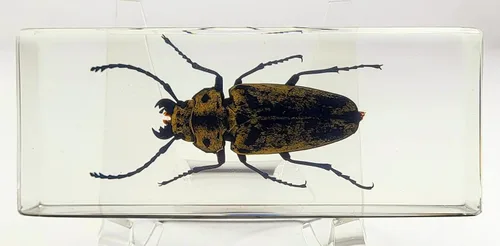 Vista 49 de 44mm Hormiga gigante tropical real en resina de lucita transparente cristalina, espécimen preservado Pseudoneoponera Rufipes, taxidermia