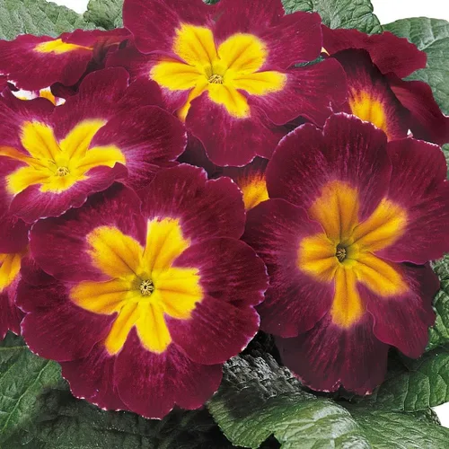 Vista 7 de Outsidepride 25 semillas anuales Primula común Primrose Burgundy Semillas de flores bicolor para plantar