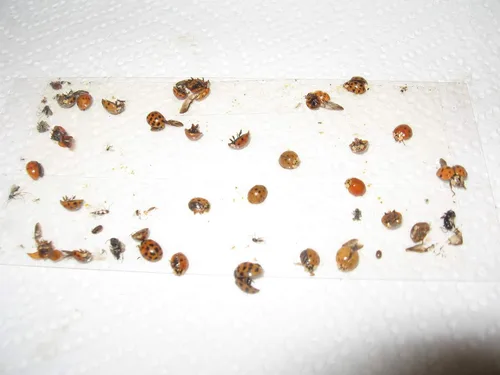Vista 7 de Paquete de 10 trampas adhesivas para grillo, cucaracha/escorpión de camello
