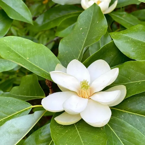 Vista 2 de Sweetbay Árbol de magnolia, árboles de magnolia de 6 a 12 pulgadas, plantas vivas para plantar al aire libre, maceta de 4 pulgadas, planta de flores