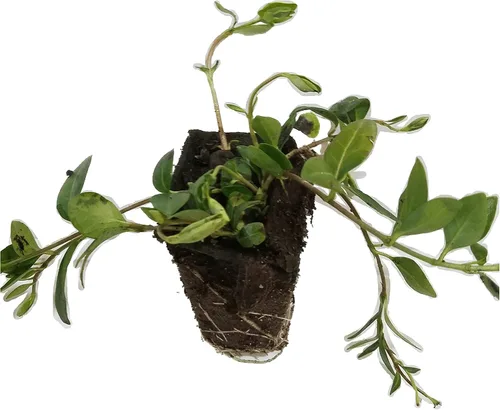 Vista 4 de Myrtle Vinca/Periwinkle Hardy Groundcover 50 Plantas Macetas de 2