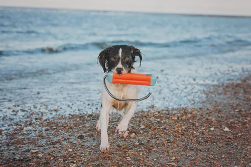 Vista 4 de Chuckit! Juguetes anfibios para perros y bastón Ultra Fetch