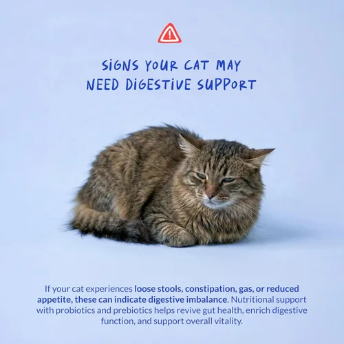 Vista 4 de Probióticos para gatos - Soporte para diarrea y gases - con inulina y prebióticos - Salud intestinal digestiva - Alergias, apoyo