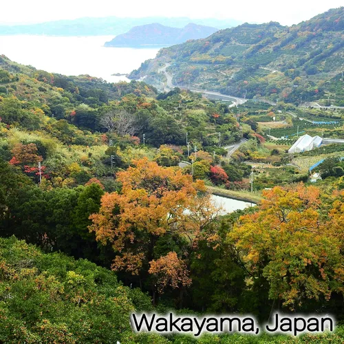 Vista 6 de YAMASAN KYOTO UJI Mezcla de hierbas Shiso Kishu Umeboshi Ciruela