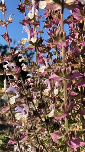 Vista 9 de Plant Good Seed Semillas orgánicas de salvia clara para plantar: hierba para cosméticos, flores moradas fragantes - Paquete de 50 semillas