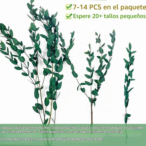 Vista 4 de Más de 20 ramas pequeñas conservadas de eucalipto seco tallos, 7-14 piezas de 17 pulgadas y 4 onzas de eucalipto real natural para ducha, plantas