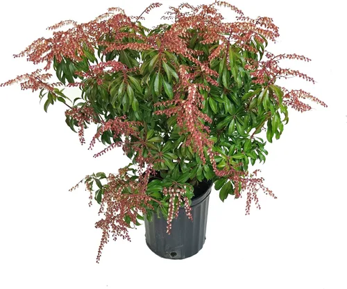 Vista 9 de Pieris jap. 'Cavatine' (Cavatine Dwarf Andromeda) Evergreen, #2 - Contenedor
