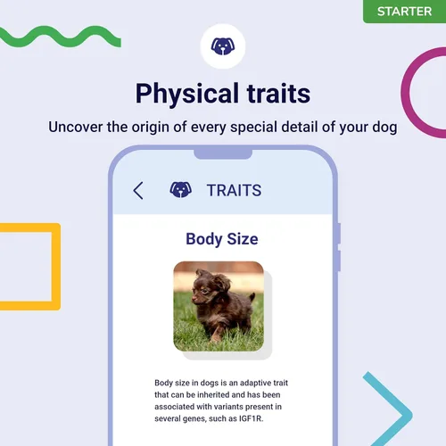Vista 4 de Koko Genetics - Prueba de ADN para perros Starter - (Informes de razas y rasgos) - Actualizaciones sin costo