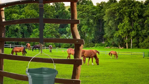 Vista 6 de Correa ajustable de nailon para cubeta (paquete de 3) para redes de heno, cubos de agua, correa para colgar, comederos de caballos al aire libre