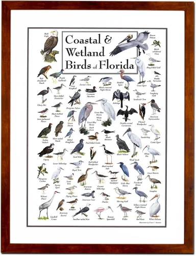 Vista 5 de Earth Sky + Water - Aves costeras y humedales de Florida - Pósters de doble estera con marco negro