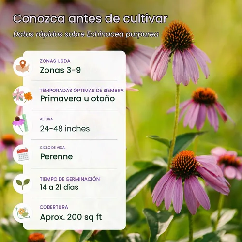 Vista 5 de Semillas de equinácea púrpura para plantar, Echinacea purpurea, 3,800