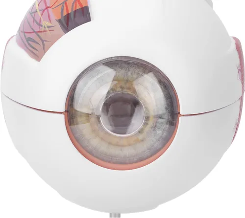 Vista 5 de Modelo de globo ocular humano 6 veces ampliado 7 piezas modelo de ojo para ciencia educación exhibición aprendizaje herramienta de enseñanza
