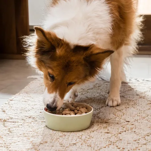 Vista 2 de Open Farm - Comida para perros cruda liofilizada, receta de carne criada humanamente con superalimentos sin OMG y sin sabores artificiales ni
