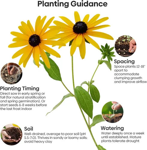 Vista 4 de Groundio Black Eyed Susan Seeds, más de 7500 semillas de flores perennes para plantar en interiores y exteriores, atraen polinizadores Sin OMG